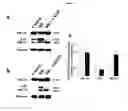 Fig. 08 - DIAGNOSTIC COMPOSITIONS AND TREATMENT METHODS FOR CONDITIONS INVOLVING TROPHOBLAST CELL DEATH, DIFFERENTIATION, INVASION AND/OR CELL FUSION AND TURNOVER