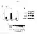 Fig. 09 - DIAGNOSTIC COMPOSITIONS AND TREATMENT METHODS FOR CONDITIONS INVOLVING TROPHOBLAST CELL DEATH, DIFFERENTIATION, INVASION AND/OR CELL FUSION AND TURNOVER