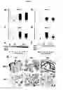 Fig. 10 - DIAGNOSTIC COMPOSITIONS AND TREATMENT METHODS FOR CONDITIONS INVOLVING TROPHOBLAST CELL DEATH, DIFFERENTIATION, INVASION AND/OR CELL FUSION AND TURNOVER