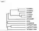 Fig. 04 - IDENTIFICATION OF FAT AND LEAN PHENOTYPES IN CHICKENS USING MOLECULAR MARKERS