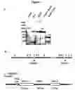 Fig. 05 - IDENTIFICATION OF FAT AND LEAN PHENOTYPES IN CHICKENS USING MOLECULAR MARKERS