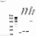 Fig. 06 - IDENTIFICATION OF FAT AND LEAN PHENOTYPES IN CHICKENS USING MOLECULAR MARKERS