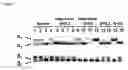 Fig. 08 - IDENTIFICATION OF FAT AND LEAN PHENOTYPES IN CHICKENS USING MOLECULAR MARKERS