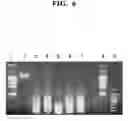 Fig. 07 - Method of analyzing methylated DNA