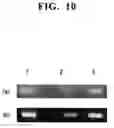 Fig. 11 - Method of analyzing methylated DNA
