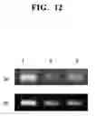 Fig. 13 - Method of analyzing methylated DNA