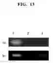 Fig. 14 - Method of analyzing methylated DNA