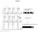 Fig. 09 - Methods and Assays for Capture of Nucleic Acids