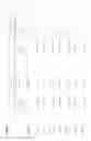 Fig. 10 - Prognostic panel for urinary bladder cancer