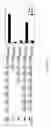 Fig. 06 - Pin1 as a marker for abnormal cell growth