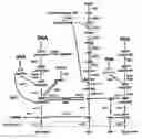 Fig. 01 - pCryptoRNAi