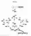Fig. 06 - METHOD OF MAPPING OF mRNA DISTRIBUTION WITH ATOMIC FORCE MICROSCOPY
