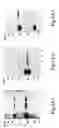 Fig. 04 - MASP-2, A COMPLEMENT FIXING ENZYME, AND USES FOR IT