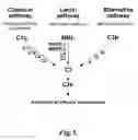 Fig. 08 - MASP-2, A COMPLEMENT FIXING ENZYME, AND USES FOR IT