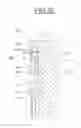 Fig. 17 - Protection device for a system for packaging a product, such as a cosmetic product