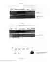 Fig. 08 - IL-32B-TARGETED DIAGNOSIS AND THERAPY