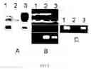 Fig. 03 - Trioxyethylene gold nanoclusters functionalized with a single DNA