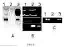 Fig. 05 - Trioxyethylene gold nanoclusters functionalized with a single DNA