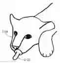Fig. 01 - Pacifier holder