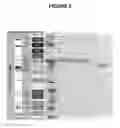 Fig. 09 - Isolated peptides having phospholipase inhibitory activity