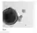 Fig. 08 - Pluripotent cells