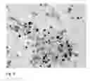 Fig. 09 - Pluripotent cells