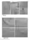Fig. 22 - Pluripotent cells
