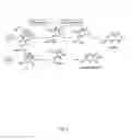 Fig. 07 - Method for conversion of uric acid to allantoin and related enzymes