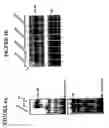 Fig. 10 - ILT3 and ILT4-related compositions and methods