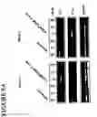 Fig. 11 - ILT3 and ILT4-related compositions and methods