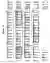Fig. 12 - Humanized antibodies against TL1A