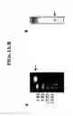 Fig. 02 - Kinesin polypeptides, polynucleotides encoding same and compositions and methods of using same