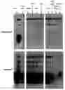 Fig. 01 - Prion epitopes and methods of use thereof