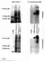 Fig. 02 - COMPOSITIONS AND METHODS FOR INHIBITING TOXIN A FROM CLOSTRIDIUM DIFFICILE