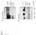 Fig. 05 - COMPOSITIONS AND METHODS FOR INHIBITING TOXIN A FROM CLOSTRIDIUM DIFFICILE