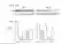 Fig. 22 - Recombinant MHC molecules useful for manipulation of antigen-specific T-cells