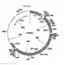 Fig. 03 - Immunization of fish with plant-expressed recombinant proteins
