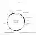 Fig. 05 - Immunization of fish with plant-expressed recombinant proteins