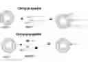 Fig. 01 - Methods for identifying peptides that bind to intact oocytes