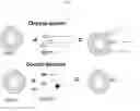 Fig. 03 - Methods for identifying peptides that bind to intact oocytes