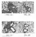 Fig. 06 - Genetic adjuvants for immunotherapy