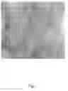 Fig. 02 - Adjuvant viral particle