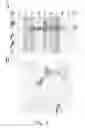 Fig. 03 - Adjuvant viral particle