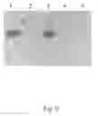 Fig. 10 - Adjuvant viral particle