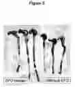 Fig. 04 - CONTROL OF INTESTINAL INFLAMMATORY SYNDROMES WITH A PREPARATION OF KILLED OR NON INFECTIOUS BACTERIA