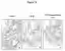 Fig. 14 - CONTROL OF INTESTINAL INFLAMMATORY SYNDROMES WITH A PREPARATION OF KILLED OR NON INFECTIOUS BACTERIA