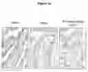 Fig. 15 - CONTROL OF INTESTINAL INFLAMMATORY SYNDROMES WITH A PREPARATION OF KILLED OR NON INFECTIOUS BACTERIA