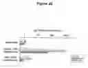 Fig. 25 - CONTROL OF INTESTINAL INFLAMMATORY SYNDROMES WITH A PREPARATION OF KILLED OR NON INFECTIOUS BACTERIA