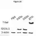 Fig. 26 - CONTROL OF INTESTINAL INFLAMMATORY SYNDROMES WITH A PREPARATION OF KILLED OR NON INFECTIOUS BACTERIA
