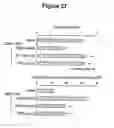 Fig. 28 - CONTROL OF INTESTINAL INFLAMMATORY SYNDROMES WITH A PREPARATION OF KILLED OR NON INFECTIOUS BACTERIA